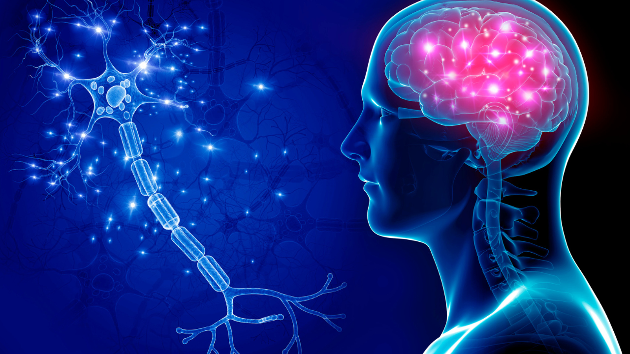 Brain and nervous system illustration