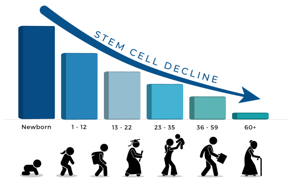 Chart showing stem cell decline with age